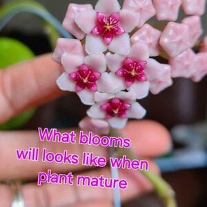 A B C Available Hoya Obovata, Choose Below